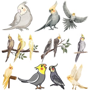 May include: A watercolor illustration of ten cockatiels in various poses. The cockatiels are depicted in shades of gray, yellow, and white. Some cockatiels are perched on branches, while others are flying.