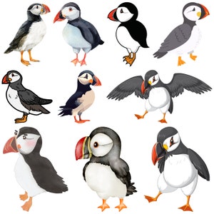 May include: Watercolor illustrations of puffins in various poses. The birds feature black, white, and gray plumage, with vibrant orange and red beaks and feet. Some puffins are standing, while others are depicted with wings spread.