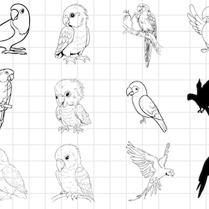 Parrot SVG, Parrot Clipart, Parrot Cut Files, Bird Silhouette, Animal Svg, Parrot Cricut, Parrot Vector, Instant Download, Png