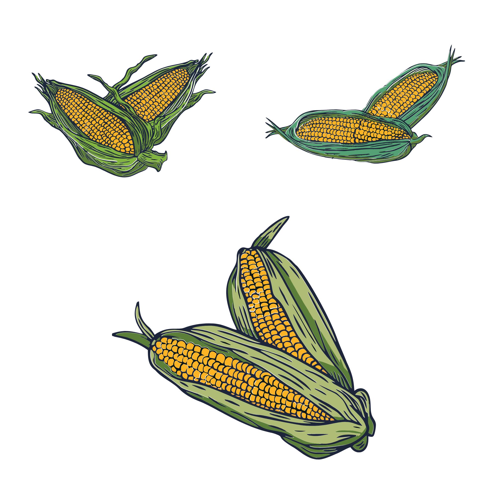 Vector File Corn Corn Svg Bundle, Funny Corn Clipart, Corn Farmer Vector, Corn Stalk ...