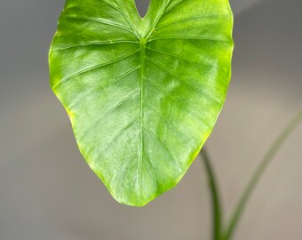 Alocasia California (Odora) - “Debbie”