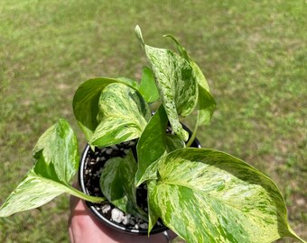 Marble Queen Pothos starter - “MaryAnn”