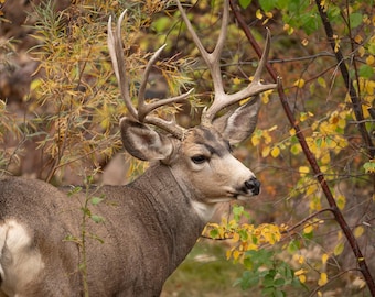 May include: A brown and white deer with large antlers stands in a forest setting. The deer is looking to the right of the image. The deer is surrounded by green and yellow leaves.
