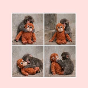 Punch Monkey Hugging Plush Toy JPG File | Team Punch Meme Inspired Digital File | Baby Monkey Punch for Sublimation | Viral Punch-kun File