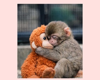 Punch Monkey Hugging Plush Toy JPG File | Team Punch Meme Inspired Digital File | Baby Monkey Punch for Sublimation | Viral Punch-kun File