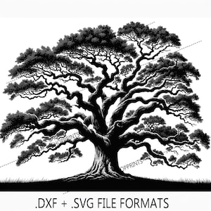May include: Black and white silhouette of a large, sprawling oak tree with thick branches and a gnarled trunk. The tree is set against a white background.  .DXF + .SVG file formats.