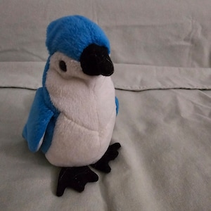 Rocket the Blue Jay