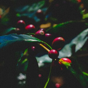 organic specialty coffee
