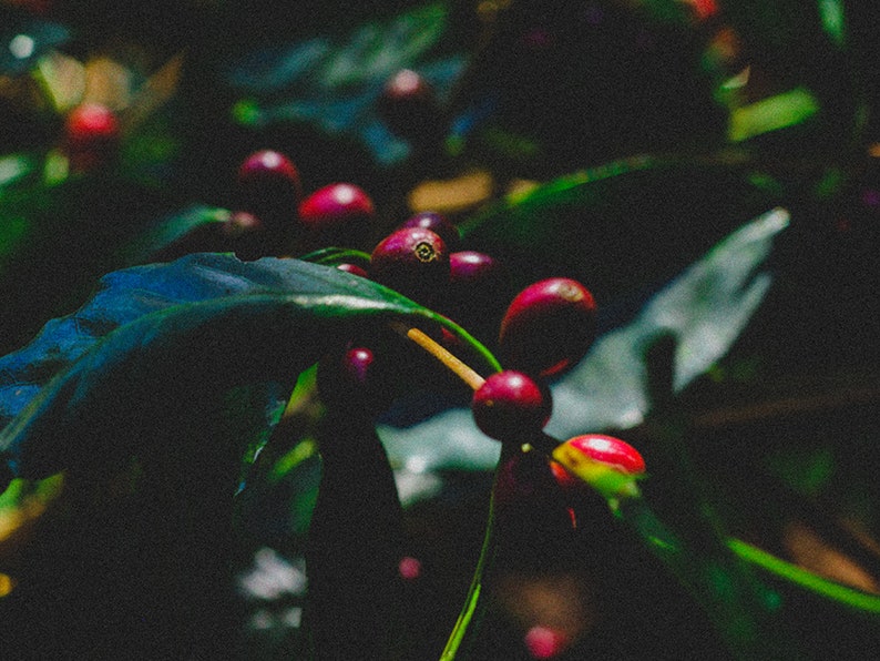 organic specialty coffee