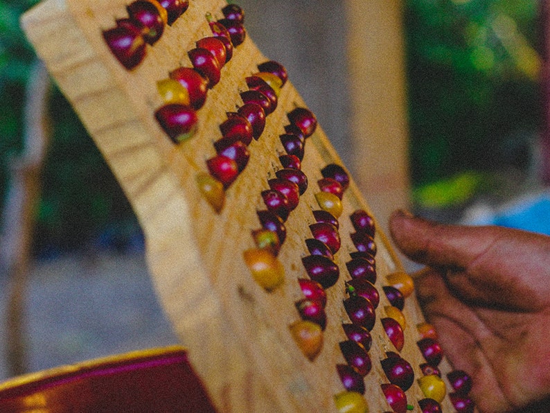 organic specialty coffee