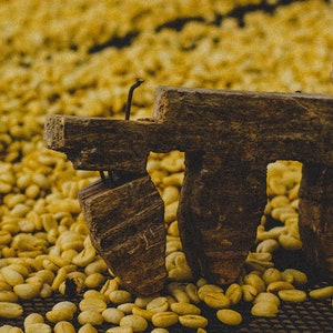 organic specialty coffee