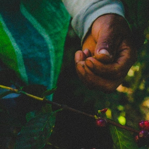 organic specialty coffee
