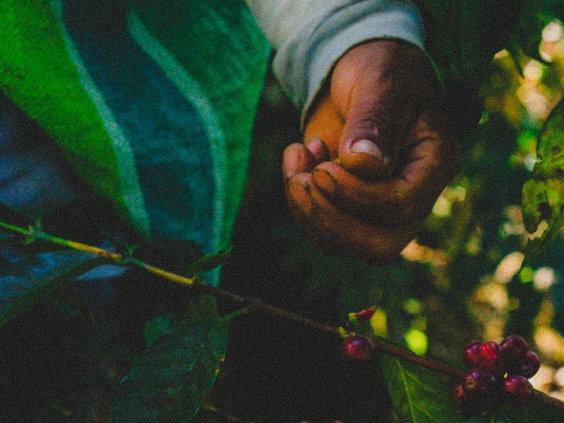 organic specialty coffee