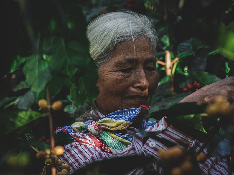 organic specialty coffee
