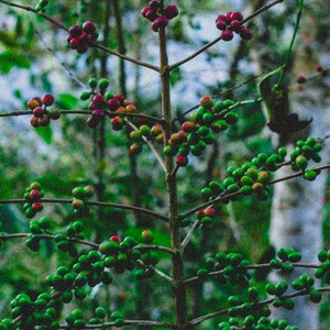 organic specialty coffee