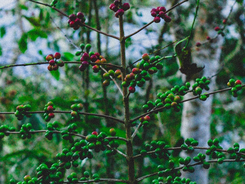 organic specialty coffee