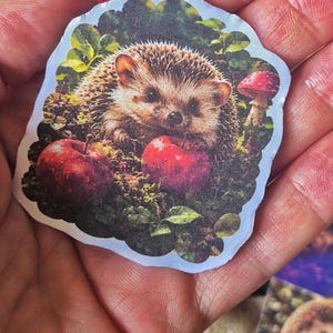 May include: A die-cut sticker featuring a detailed illustration of a small hedgehog nestled in green foliage. The hedgehog is positioned between two bright red apples, with a small red and white mushroom visible in the background of the scene.