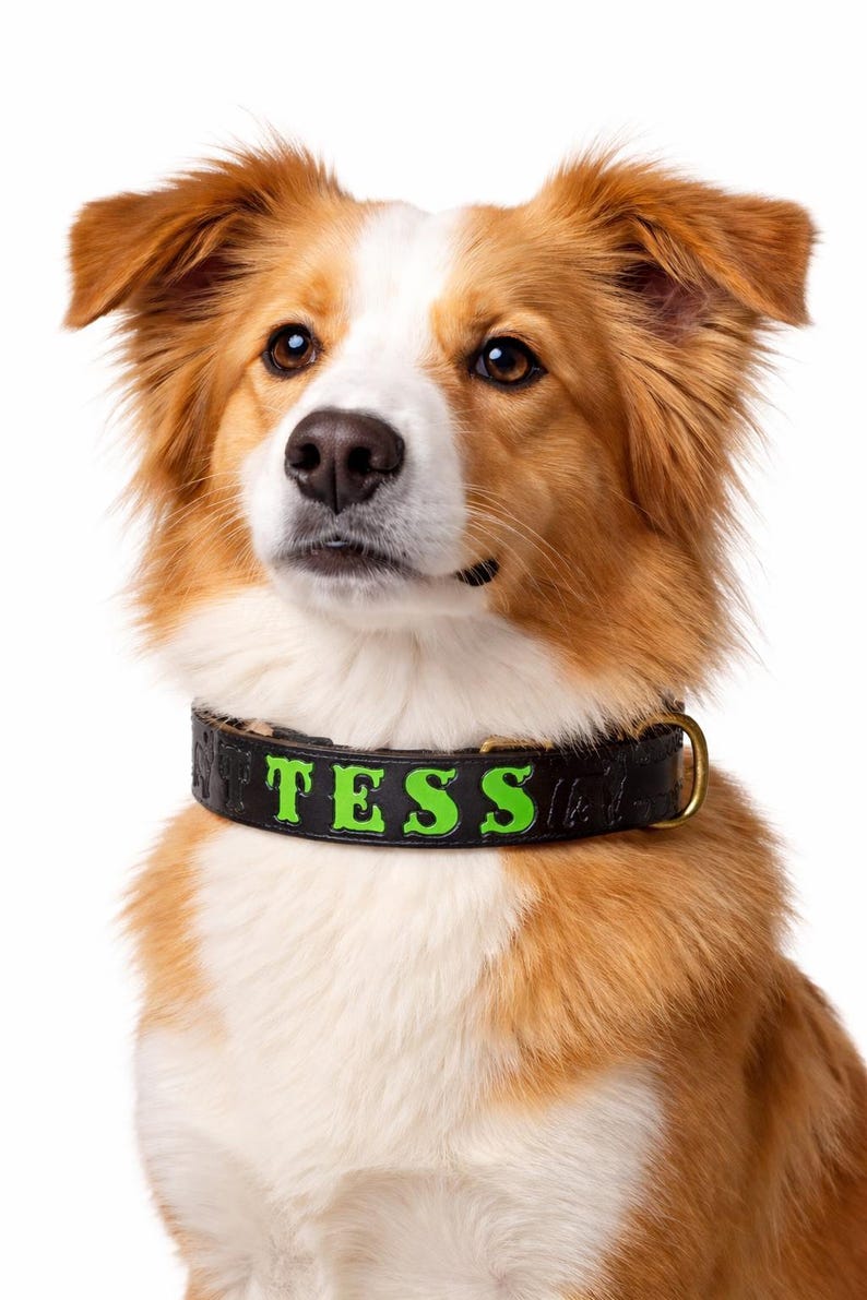 Custom Pet Collar Personalized Leather Accessory Engraved Identification Tag Handmade Quality Design Unique Dog Gift Special Birthday Present Perfect Surprise Dog Owner Premium Material Construction Comfortable Daily Wear Durable