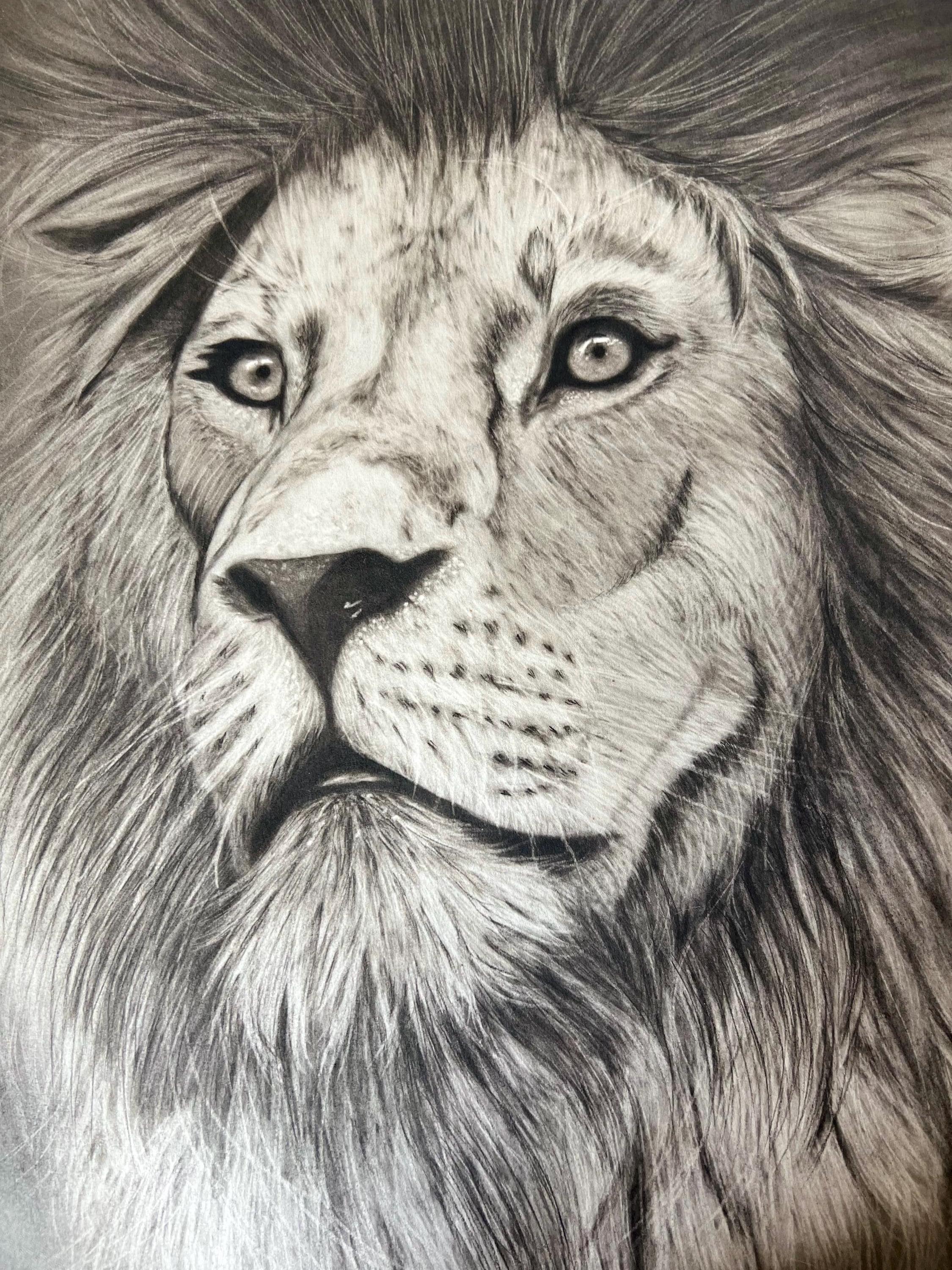 Drawing a Lion by Charcoal - Etsy, image size:2250x3000