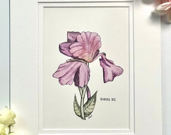 Bearded Iris Fine Art Print - Vintage Style Botanical Wall Art - 5”x 7” matted to 8”x 10”
