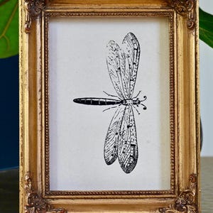 Original Dragonfly Pen Drawing  Vintage Insect Art Sketch  Unique Home Decor