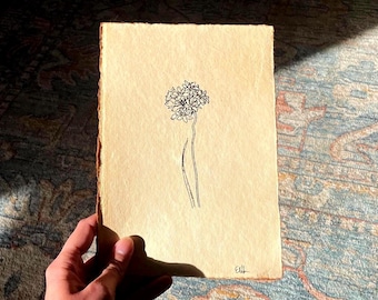 Desenho botânico vintage, esboço de flor silvestre a caneta e tinta (papel artesanal)