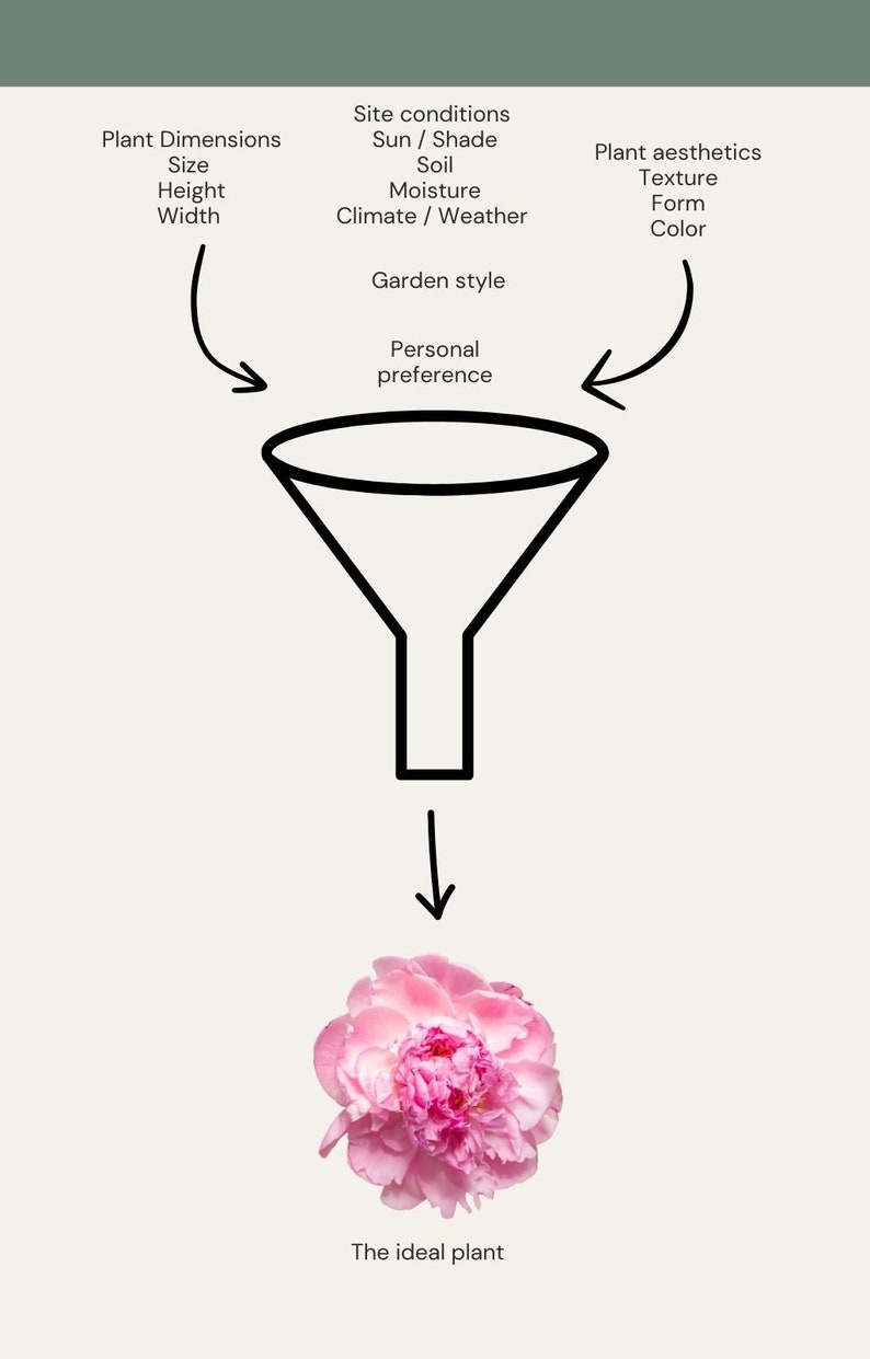 May include: Diagram illustrating the process of selecting the ideal plant. It features a funnel with labels like 'Plant Dimensions', 'Site conditions', and 'Plant aesthetics', leading to a pink peony flower. Text at the bottom reads 'The ideal plant'.