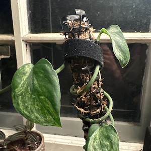 May include: A variegated green and white leafed plant growing up a moss pole with a black mesh and a black fabric band around the pole.