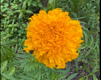 African Marigold Seeds Crackerjack Variety