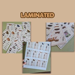 May include: A collection of laminated cards featuring illustrations of various reptiles and amphibians alongside lists of their food sources. The cards display detailed drawings of frogs, geckos, and insects with text labels. The word LAMINATED is visible.