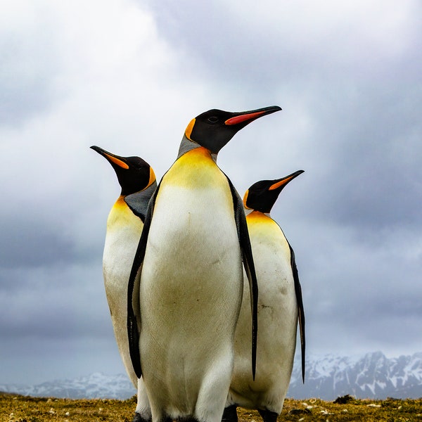 Bad Boys of the Antarctic - King Penguins