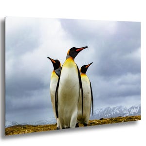 May include: Three penguins stand together, their black and white bodies contrasting against a cloudy sky. The penguins have yellow and black markings on their heads and beaks. The background features a mountain range and grassy terrain.