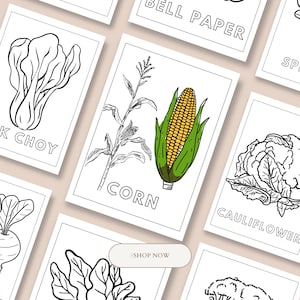 30 Gemüse Malseiten, Gemüse Malbuch, Gemüse Illustration Zeichnung Clip Art, Gemüsegarten, Pflanzenliebhaber, Pflanzenmaterial