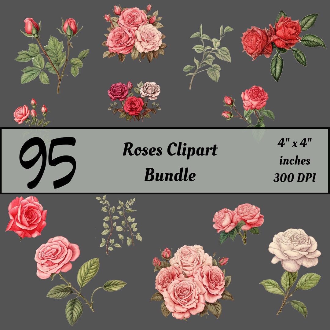 95 rose