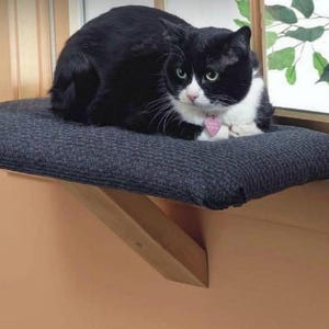May include: A black and white cat sits on a gray padded window perch. The perch is attached to a wooden window frame.