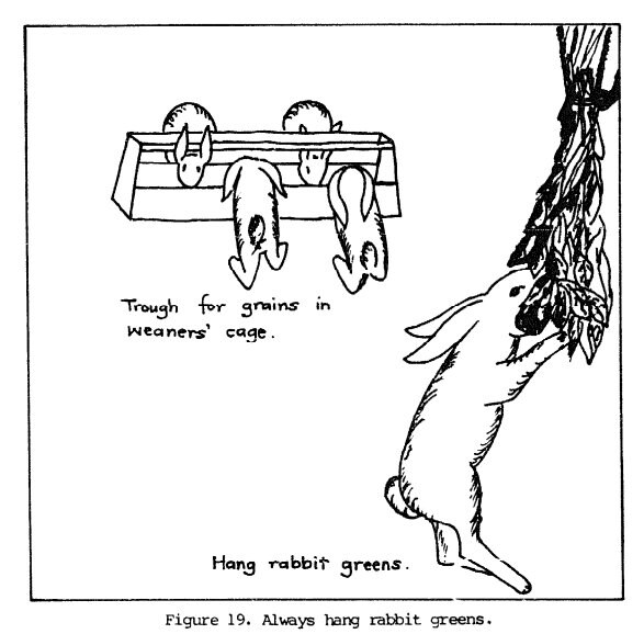 DIY Rabbit Hutch Plans Plus Raising Meat Rabbits for Beginners in Your ...