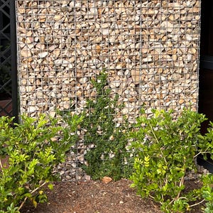 May include: A stone wall made of small rocks held together by a wire mesh. The wall is covered in green vines. There are two green bushes in front of the wall.