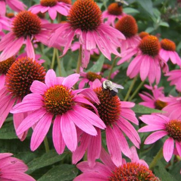 75+ Echinacea Seeds Pink Cone Flower Perennial Knee High Flower Seeds FRESH NOGMO HOMEGROWN