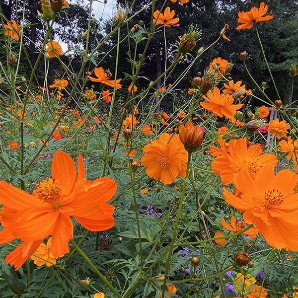 Orange Cosmos Perennial Flower 5+ Live Seedling Plants Homegrown Fresh