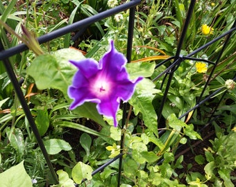 White Blue Purple Ipomoea Nil Morning Glory Seedlings Live x4 Plants