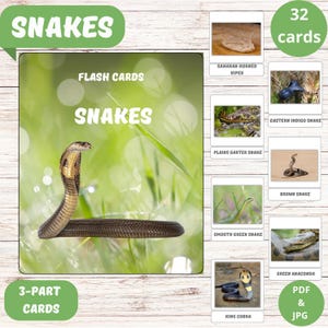 Flashcards educativos de cobras para crianças | 32 cartões flash de cobras | Materiais Montessori | Recurso para impressão de pré-escola e ensino doméstico