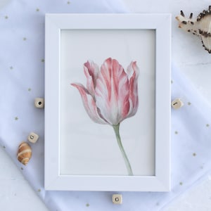 Dipinto originale ad acquerello di tulipani – fiore rosso e bianco – opera d'arte botanica originale (10×15 cm) – decorazione floreale da parete senza tempo.