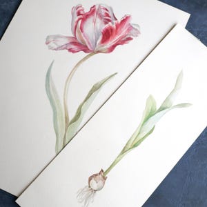 Rote Tulpe mit Zwiebel Illustration - Botanisches Aquarell Diptychon - Original handgemalte Kunst