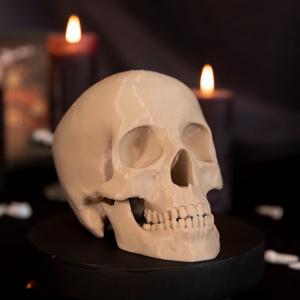 Crâne humain - Décoration cabinet de curiosités - Human skull - Gothique - Home decor