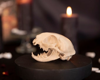 Crâne CHAT - Décoration cabinet de curiosités - Cat skull - Gothique - Home decor
