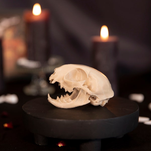 Crâne CHAT - Décoration cabinet de curiosités - Cat skull - Gothique - Home decor