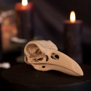Crâne Corbeau - Décoration cabinet de curiosités - Raven skull - Gothic Home decor