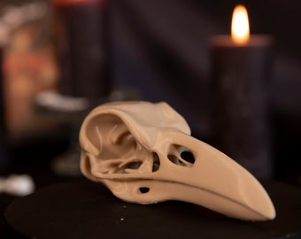 Crâne Corbeau - Décoration cabinet de curiosités - Raven skull - Gothic Home decor