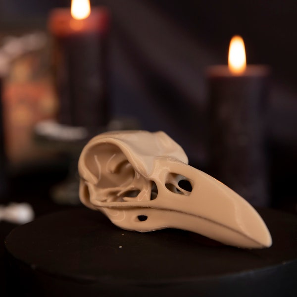 Crâne Corbeau - Décoration cabinet de curiosités - Raven skull - Gothic Home decor