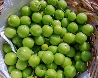 1 lb- 450gr/Fresh Green Plum/ Green Plum/ Natural Green Plum/Fresh Fruit/ Spring Fruit/ Organic Green Plum/ Sour Green Plums/  Fresh Fruit